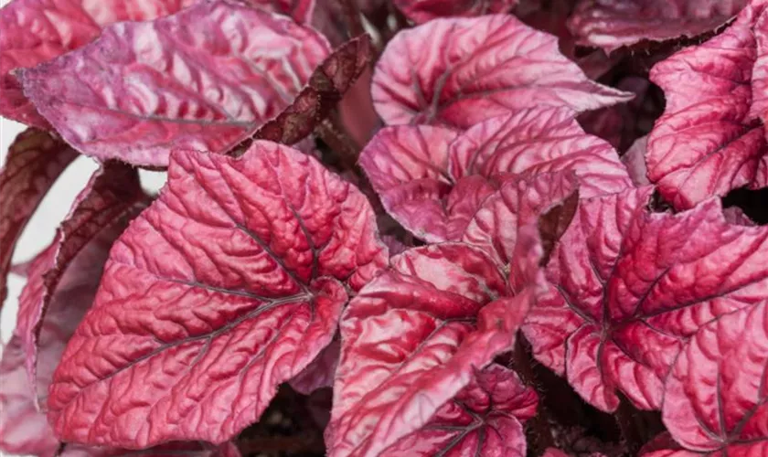 Begonia rex 'Lambada'