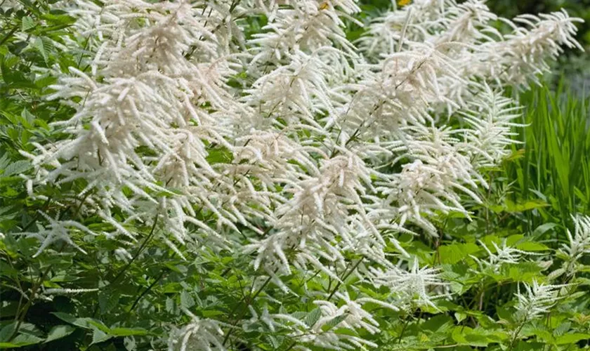 Aruncus dioicus 'Whirlwind'