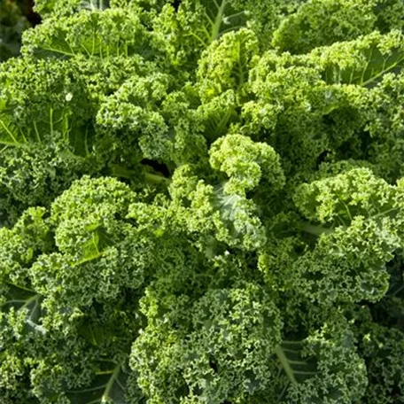 Brassica oleracea var. sabellica 'Frostara'