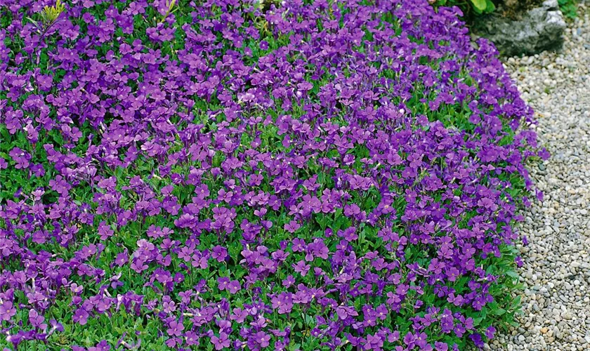 Garten-Blaukissen 'Violett Carpet'