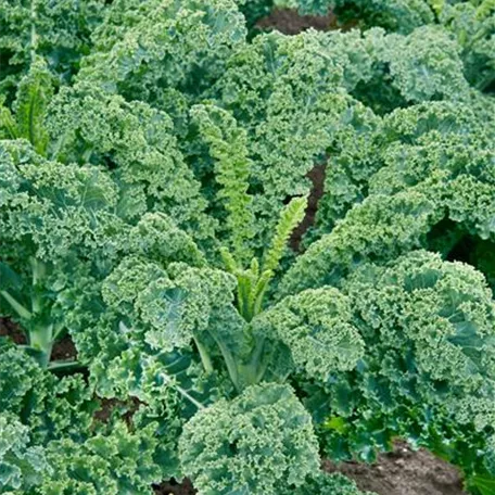 Brassica oleracea var. sabellica 'Kibolt F1'