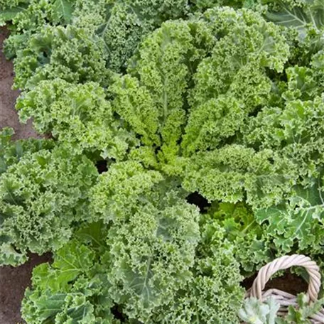 Brassica oleracea var. sabellica 'Westerländer Winter'