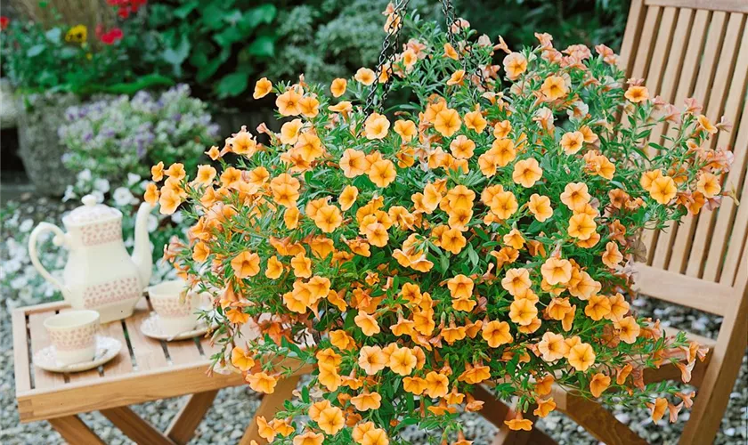 Zauberglöckchen 'Million Bells® Terra Cotta'