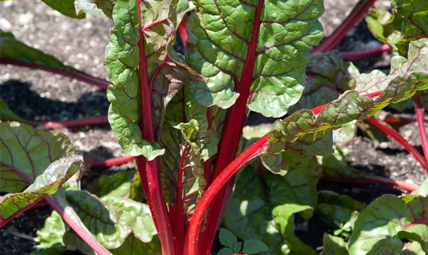 Blatt-Mangold 'Rhubarb Chard'