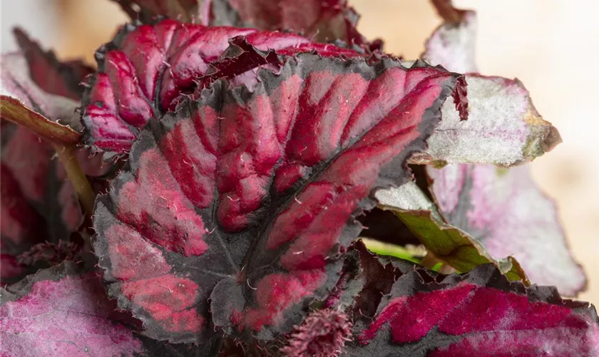 Begonia rex 'Red Heart'