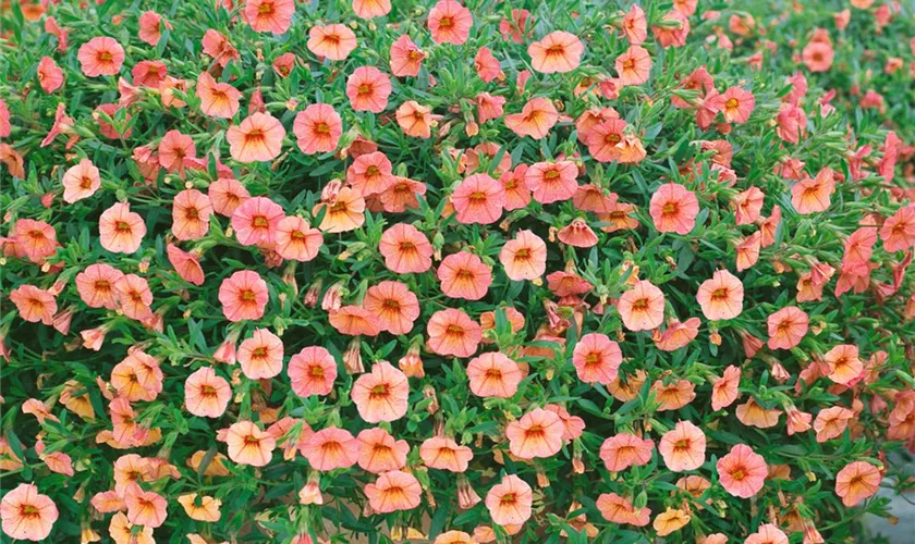 Calibrachoa 'MiniFamous™ Apricot'