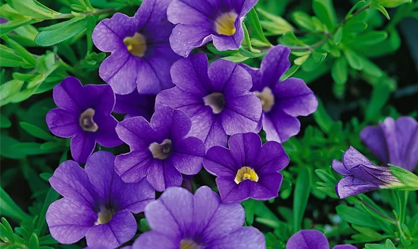 Calibrachoa 'MiniFamous™ Dark Blue Evolution'