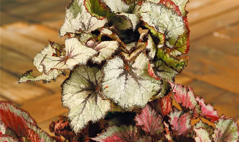 Begonia rex 'Silver Limbo'