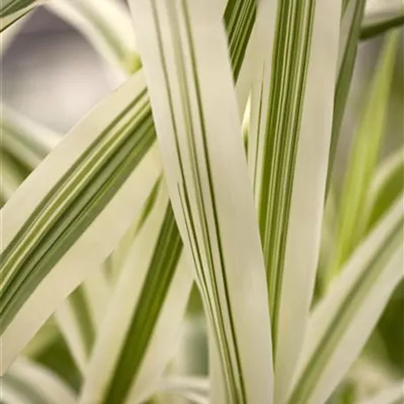 Arundo donax var. versicolor