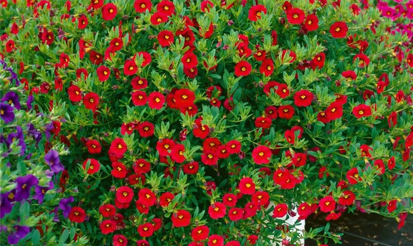 Calibrachoa 'MiniFamous™ Dark Red'