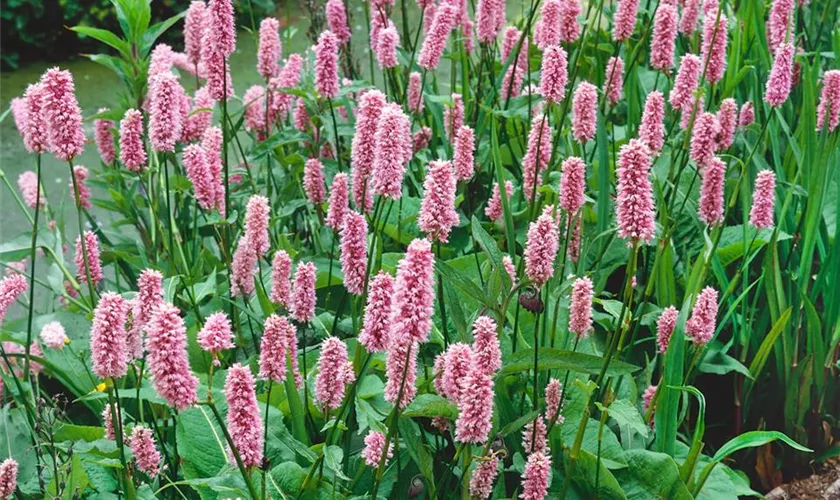 Garten-Wiesenknöterich 'Hohe Tatra'