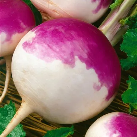 Herbstrübe 'Ronde Witte Roodkop'