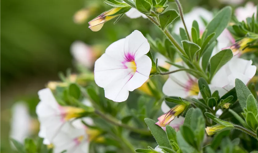 Zauberglöckchen 'Noa® Almond Blossom'