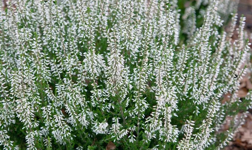 Calluna vulgaris 'Juvelis'