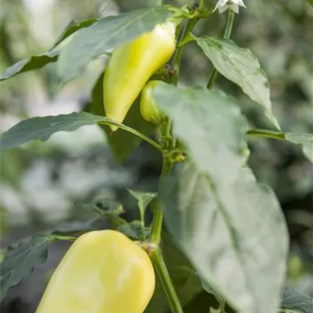 Chili 'Hot Lemon'