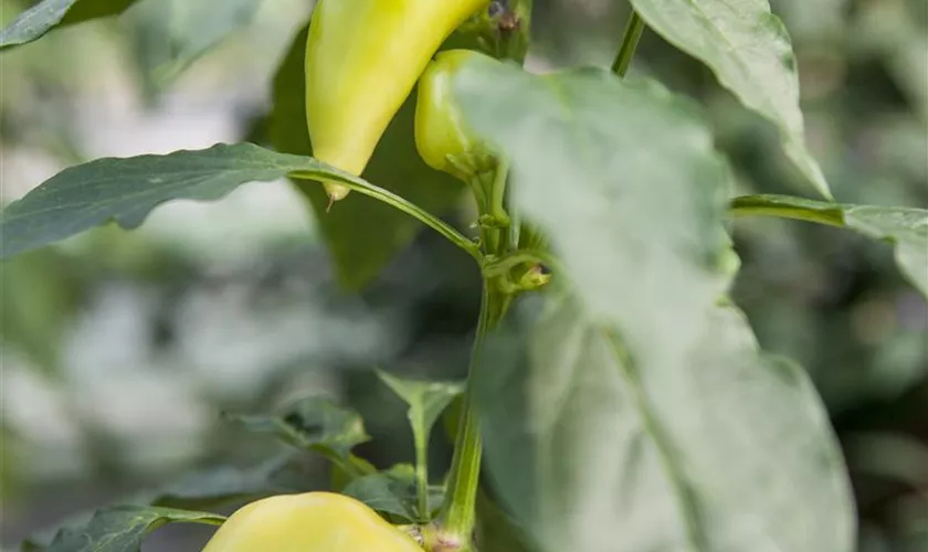 Capsicum chinense 'Hot Lemon'