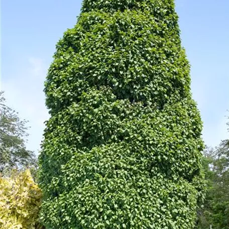 Carpinus betulus 'Columnaris'