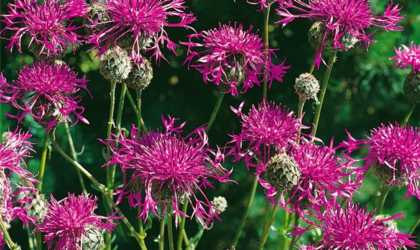 Schwarze Flockenblume