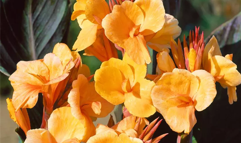 Canna indica 'Louis Cottin'