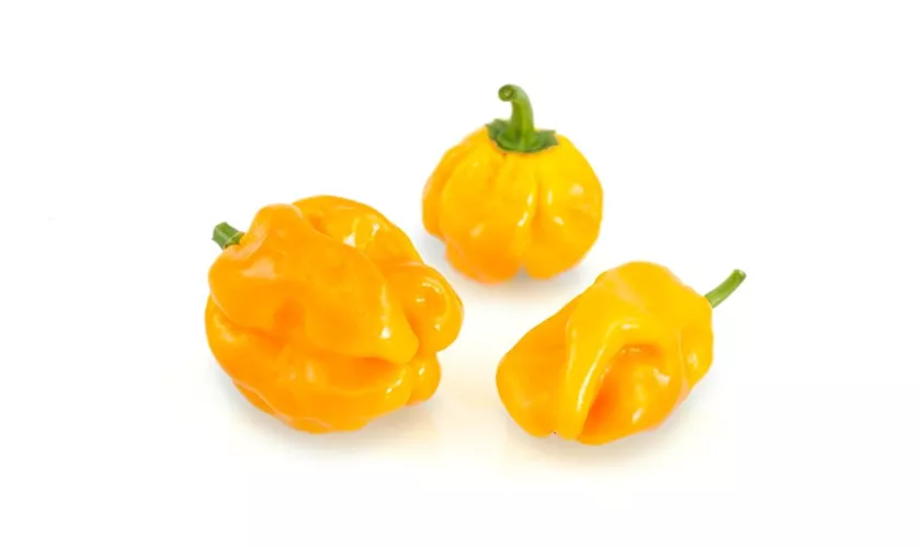 Habanero 'Big Sun'