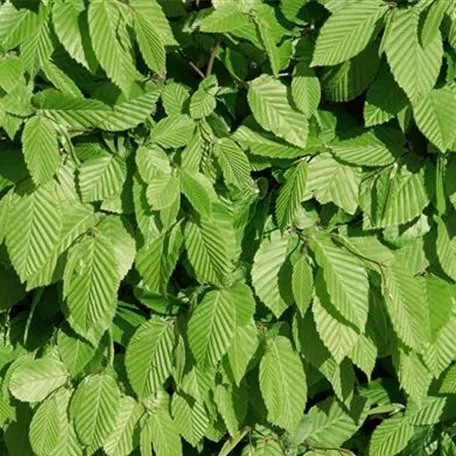 Carpinus betulus 'Stegemanns Primus'