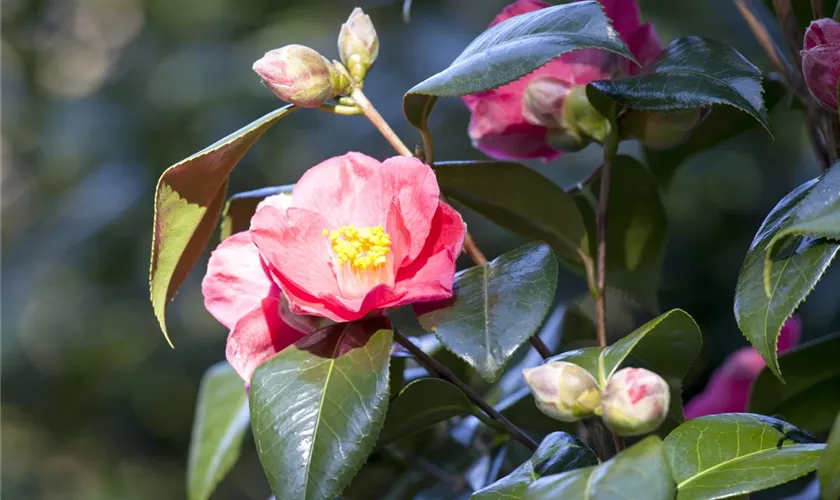 Camellia japonica 'Spring´s Promise'