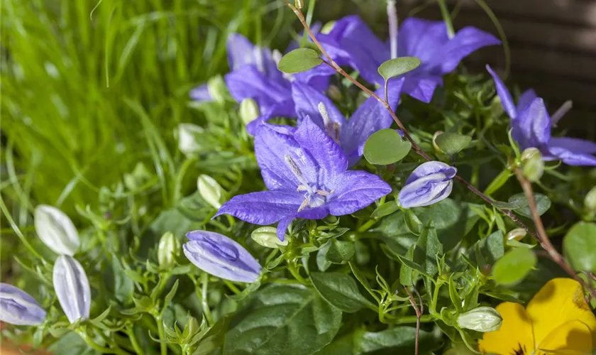 Stern-Glockenblume