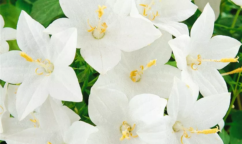 Campanula isophylla 'Atlanta'