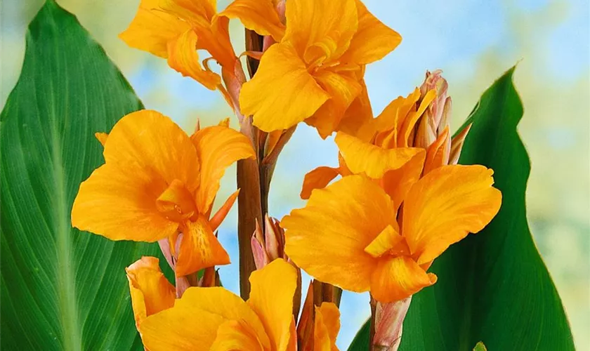 Canna indica 'Orange Beauty'