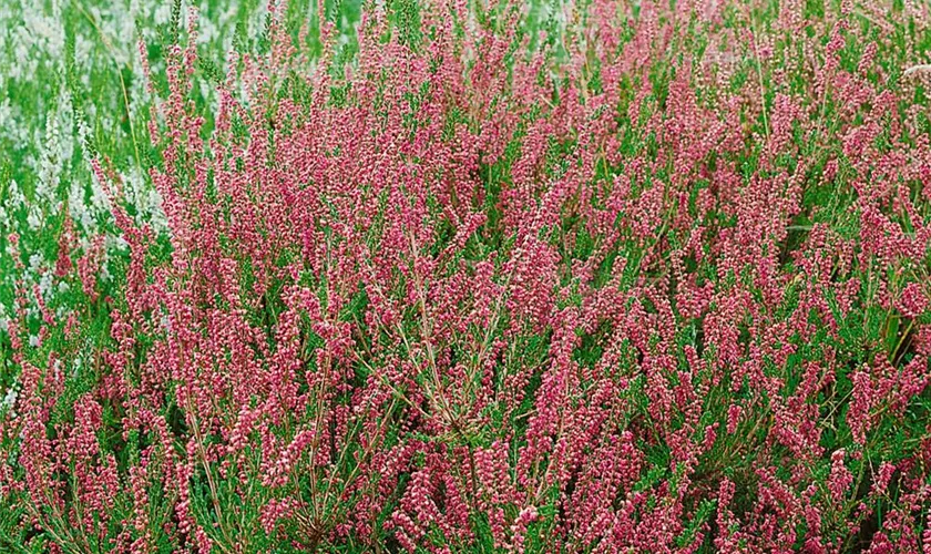 Besenheide 'Allegretto'