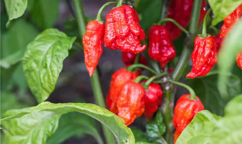 Capsicum chinense 'Carolina Reaper'