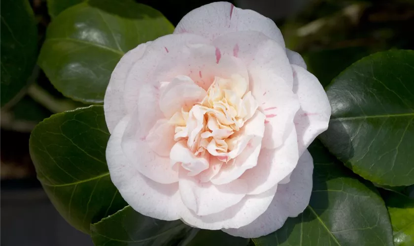 Camellia japonica 'Strawberry Parfait'