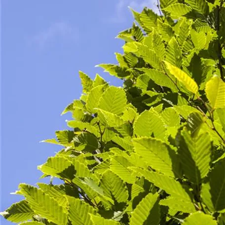 Carpinus betulus 'Frans Fontaine'