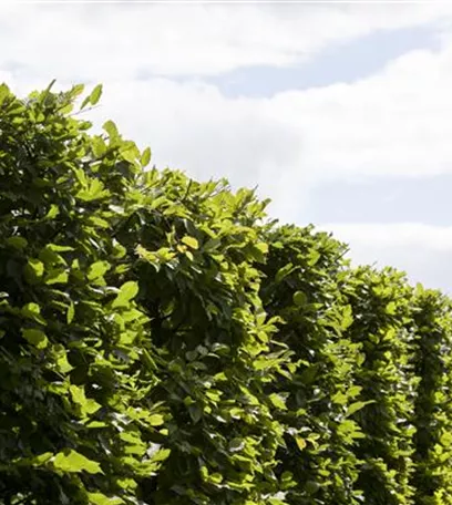 Die Hainbuche: Hecke und Vogelparadies