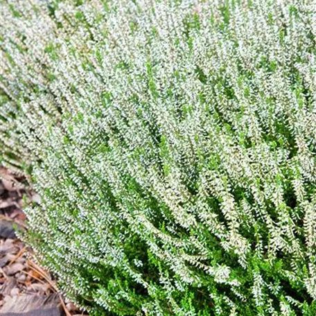 Calluna vulgaris Beauty Ladies® 'Veronique'