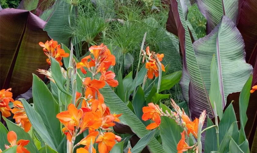 Canna indica 'Queen Charlotte'