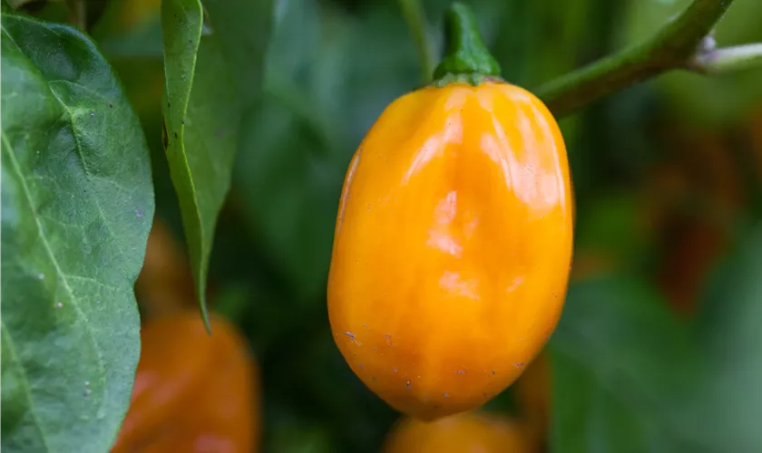 Habanero-Chili 'Lemon'