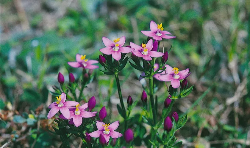 Centaurium erythraea