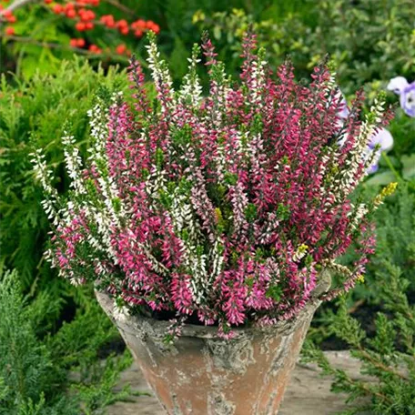 Calluna vulgaris 'Beauty Sisters'®