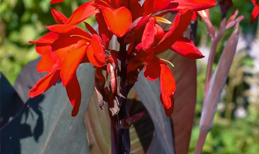 Canna indica 'Red King Humbert'