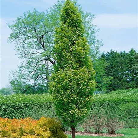 Carpinus betulus 'Lucas'