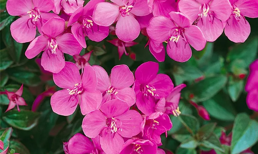 Centradenia inaequilateralis 'Cascade'