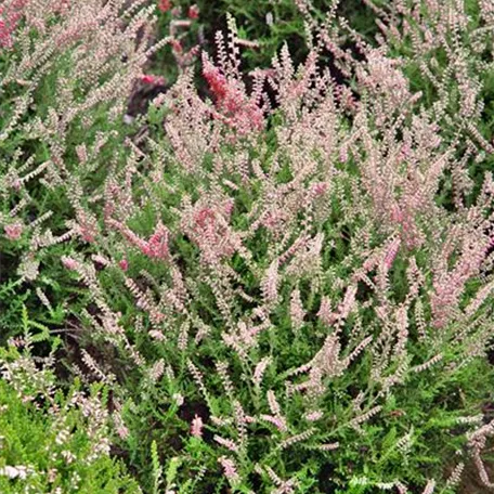 Calluna vulgaris 'Beechwood Crimson'