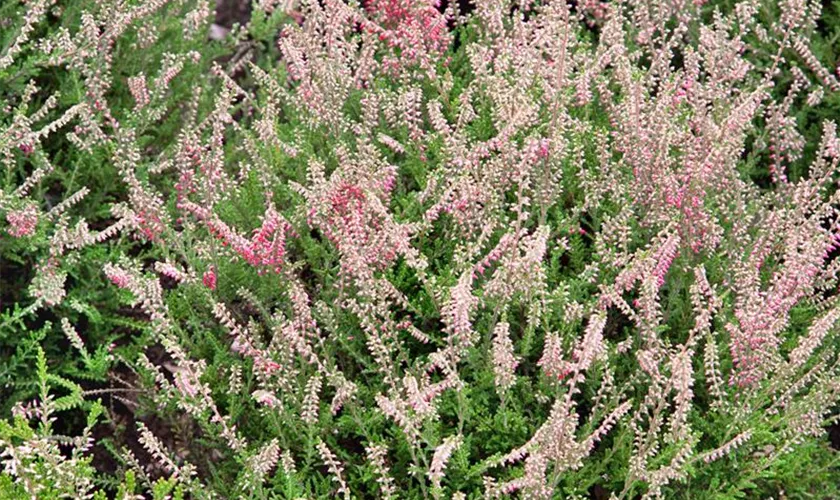 Besenheide 'Beechwood Crimson'