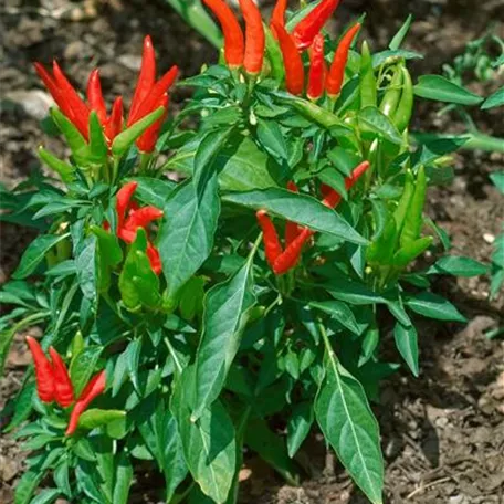 Chili 'Naga Jolokia'