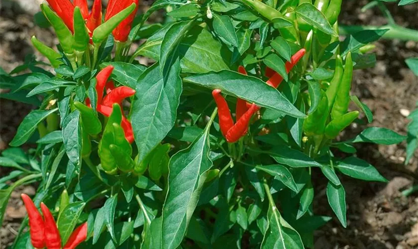 Capsicum chinense 'Naga Jolokia'