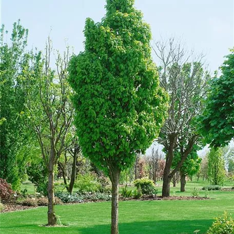 Carpinus betulus 'Nord'