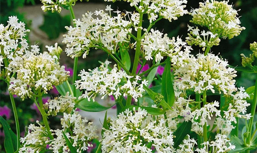 Centranthus ruber 'Albiflorus'