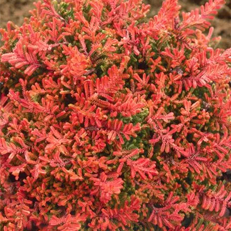 Calluna vulgaris 'Blazeaway'