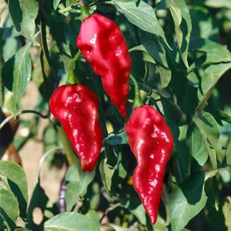 Capsicum chinense 'Naga Morich'